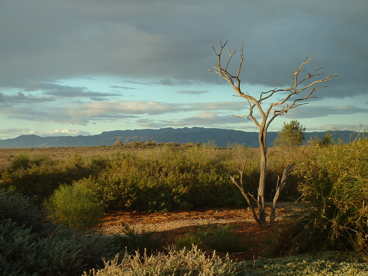 Australian Arid Lands Botanic Garden, Port Augusta